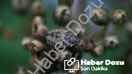 Sanal Gerçeklik Terapisi