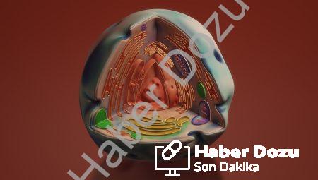 Mitokondriyal genetik: Genlerimize kodlanan mitokondriyal maceralar!