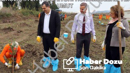 Dalaman Açık Cezaevi Arazisi Sakız Ağaçlarıyla Yeşeriyor: Hükümlülere Yeni Umut