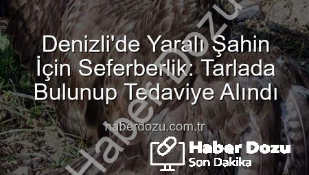 Denizli’de Yaralı Şahin İçin Seferberlik: Tarlada Bulunup Tedaviye Alındı