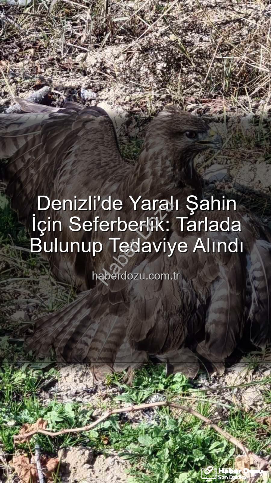 Denizli'de yaralı şahin - Denizli'de Yaralı Şahin İçin Seferberlik: Tarlada Bulunup Tedaviye Alındı