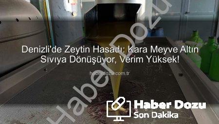 Denizli’de Zeytin Hasadı: Kara Meyve Altın Sıvıya Dönüşüyor, Verim Yüksek!