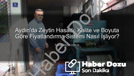 Aydın’da Zeytin Hasadı: Kalite ve Boyuta Göre Fiyatlandırma Sistemi Nasıl İşliyor?
