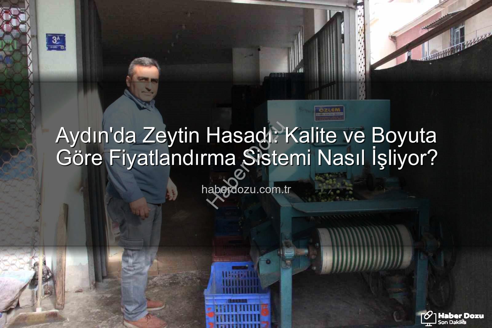 zeytin fiyatları - Aydın'da Zeytin Hasadı: Kalite ve Boyuta Göre Fiyatlandırma Sistemi Nasıl İşliyor?