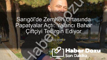 Sarıgöl’de Zemheri Ortasında Papatyalar Açtı: Yalancı Bahar Çiftçiyi Tedirgin Ediyor