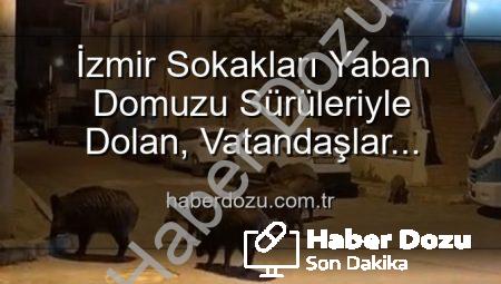 İzmir Sokakları Yaban Domuzu Sürüleriyle Dolan, Vatandaşlar Tedirgin: Doğal Yaşam Kentte Mi Başladı?