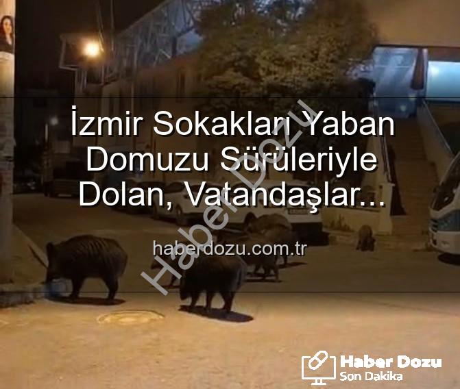 yaban domuzu - İzmir Sokakları Yaban Domuzu Sürüleriyle Dolan, Vatandaşlar Tedirgin: Doğal Yaşam Kentte Mi Başladı?